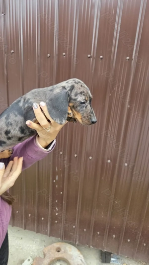 De vânzare cățeluşi dachshund (teckel) - 2 femele - imagine 4 De vânzare cățeluşi dachshund (teckel) - 2 femele - imagine 4