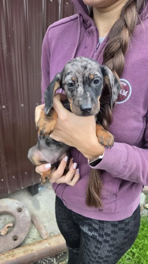 De vânzare cățeluşi dachshund (teckel) - 2 femele - imagine 3 De vânzare cățeluşi dachshund (teckel) - 2 femele - imagine 3