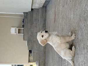 Pui golden retriever