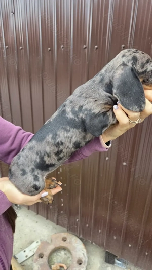 De vânzare cățeluşi dachshund (teckel) - 2 femele - imagine 5 De vânzare cățeluşi dachshund (teckel) - 2 femele - imagine 5