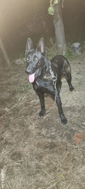 Mascul Malinois Ciobanesc Belgian  cu Pedigree  - imagine 5 Mascul Malinois Ciobanesc Belgian  cu Pedigree  - imagine 5