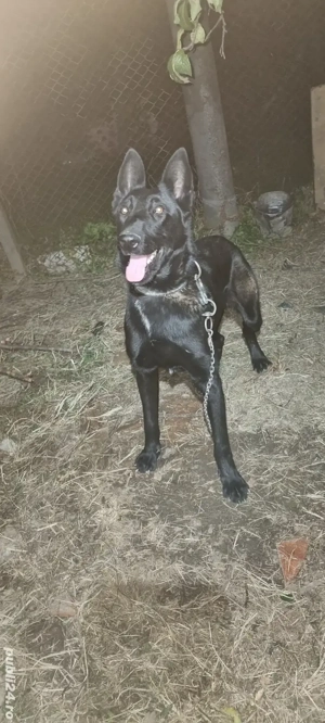 Mascul Malinois Ciobanesc Belgian  cu Pedigree 