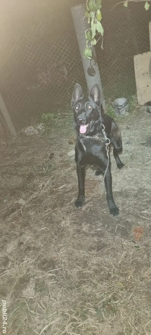 Mascul Malinois Ciobanesc Belgian  cu Pedigree  - imagine 4 Mascul Malinois Ciobanesc Belgian  cu Pedigree  - imagine 4