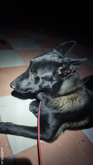 Mascul Malinois Ciobanesc Belgian  cu Pedigree  - imagine 2 Mascul Malinois Ciobanesc Belgian  cu Pedigree  - imagine 2