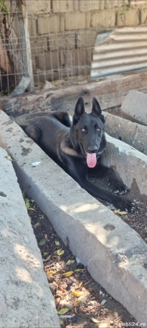 Mascul Malinois Ciobanesc Belgian  cu Pedigree  - imagine 3 Mascul Malinois Ciobanesc Belgian  cu Pedigree  - imagine 3