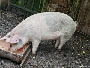 grasuna de vanzare  - imagine 5 grasuna de vanzare  - imagine 5