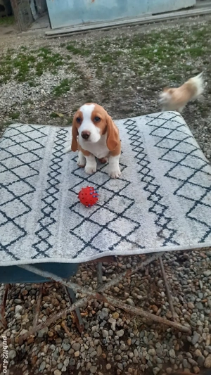 fetita beagle bicolora  - imagine 2