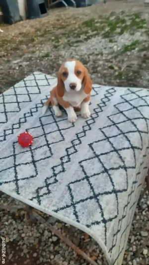 fetita beagle bicolora