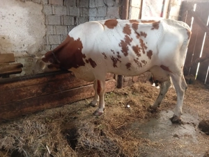 Vând vaci  - imagine 2