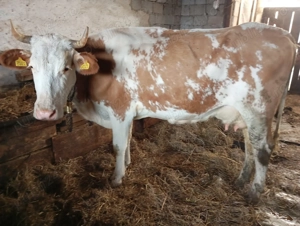 Vând vaci  - imagine 3