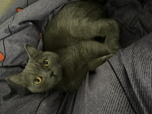 Vând pisică British - imagine 2