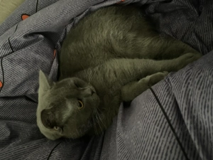 Vând pisică British