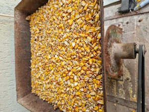 Vind porci de carne - imagine 2