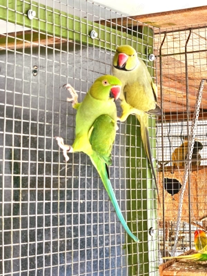 Papagali pui pentru a fi crescuti la seringa si maturi