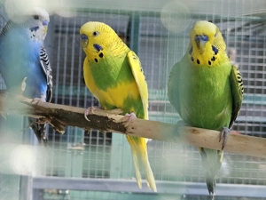 Papagali pui pentru a fi crescuti la seringa si maturi - imagine 2