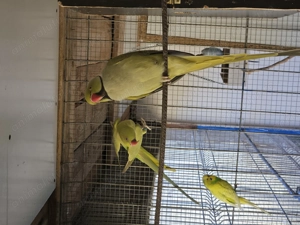 Papagali pui pentru a fi crescuti la seringa si maturi - imagine 4