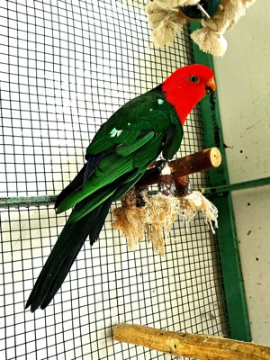 Papagali pui pentru a fi crescuti la seringa si maturi - imagine 3