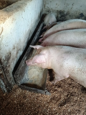 Vând porci greutatea 120 130 150kg