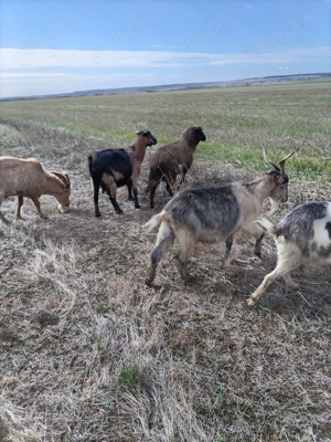 Vând 10 capre și un tap - imagine 2