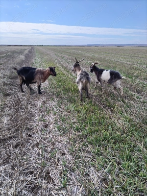 Vând 10 capre și un tap - imagine 5