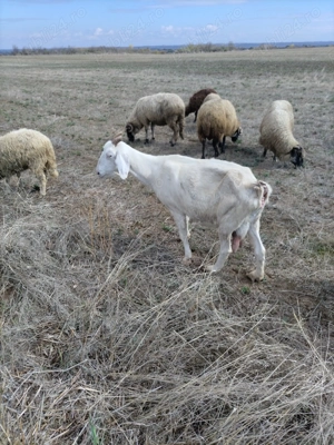 Vând 10 capre și un tap - imagine 6