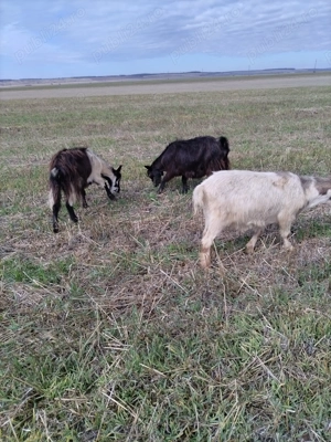 Vând 10 capre și un tap - imagine 3