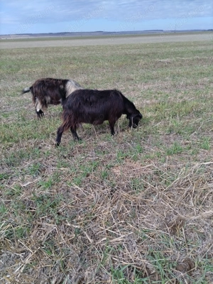 Vând 10 capre și un tap - imagine 7