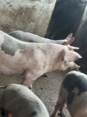 Vand porci intre 30 si 100 kg