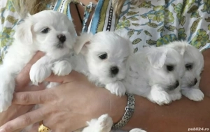 Catei de bichon mini