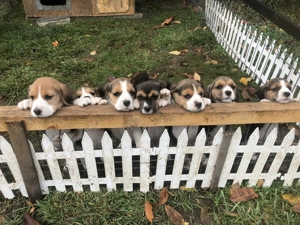Pui Beagle tricolor, șase saptamani - imagine 4