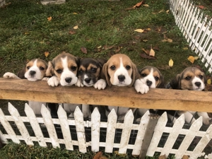 Pui Beagle tricolor, șase saptamani - imagine 3