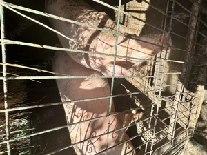 Vând porc Marele Alb 300 400 kg - imagine 2