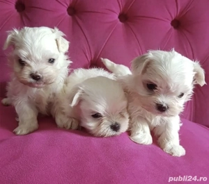 Mini toy! Bichon maltez