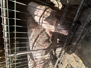 Vând porc Marele Alb 300 400 kg