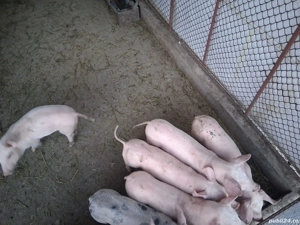 vând purcei de rasă 