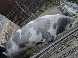 Vând porc rasa pietrain belgian.
