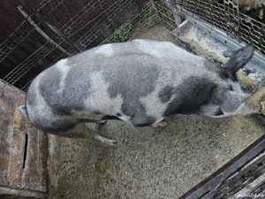 Vând porc rasa pietrain belgian. - imagine 2