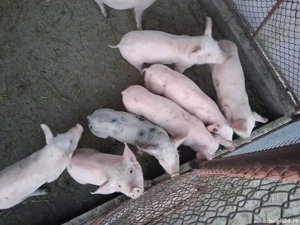 purcei rasă de carne - imagine 3