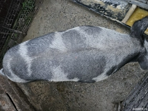 Vând porc rasa pietrain belgian. - imagine 3