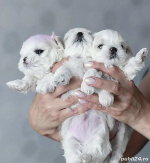 Catelusi Bichon maltez mini