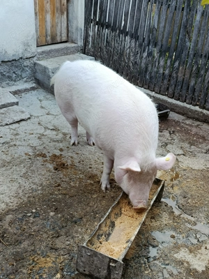 purcea de vanzare - imagine 3 purcea de vanzare - imagine 3