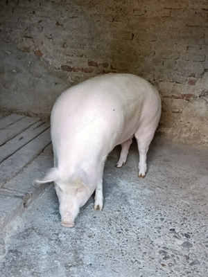 purcea de vanzare - imagine 4 purcea de vanzare - imagine 4