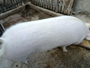 purcea de vanzare - imagine 2 purcea de vanzare - imagine 2