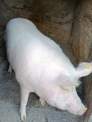 purcea de vanzare - imagine 5 purcea de vanzare - imagine 5