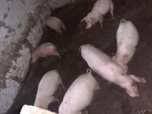 Vând purcei de 3 luni