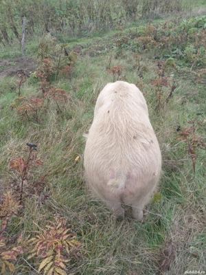 De vinzare - imagine 5