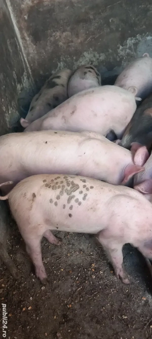 purcei rasa pietrean cu duroc