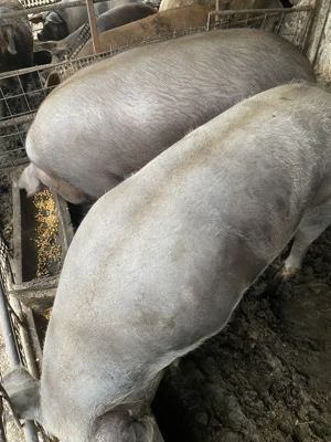 Porci de vanzare