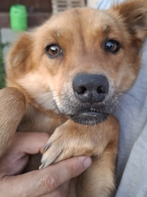 Catelusa pentru adoptie