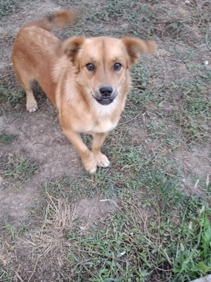 Catelusa pentru adoptie - imagine 2